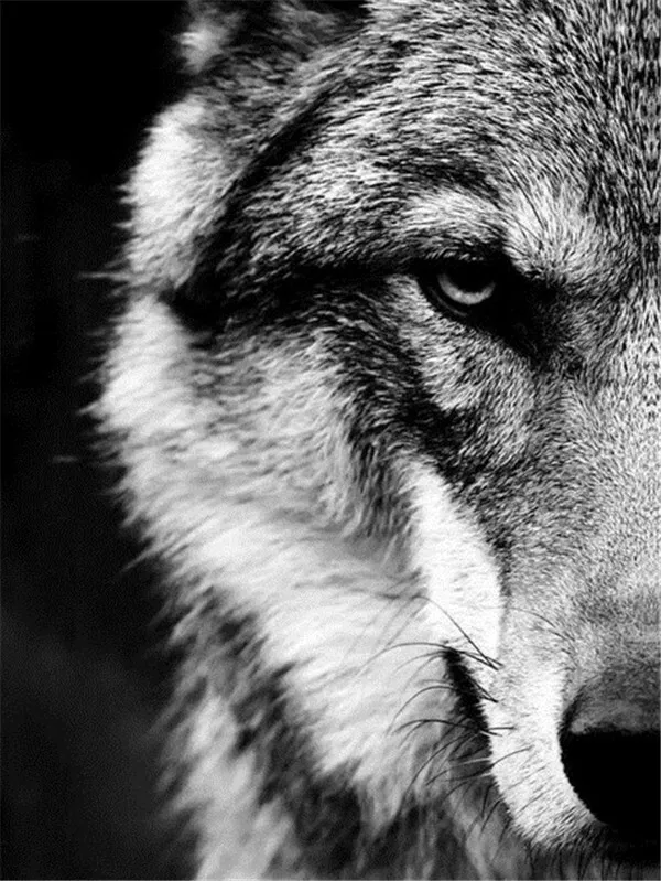 HUACAN Diamond Painting Kit – Monochrome Wolf – photo 2