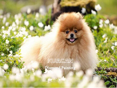 Puppy Among White Wildflowers