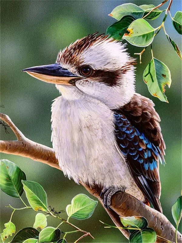 Kookaburra on Branch