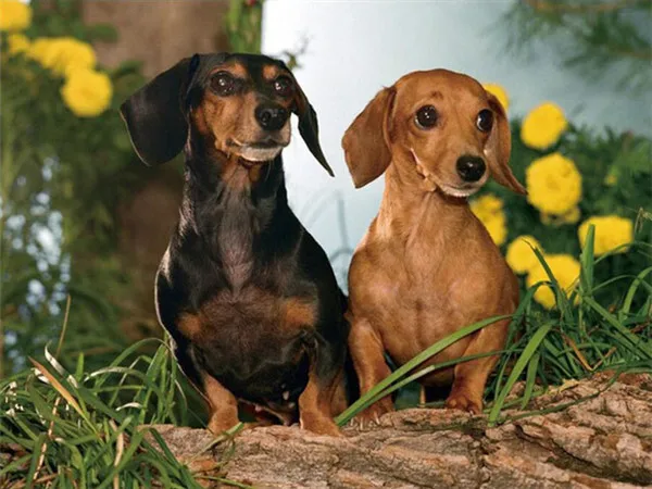 Dachshunds by the Log