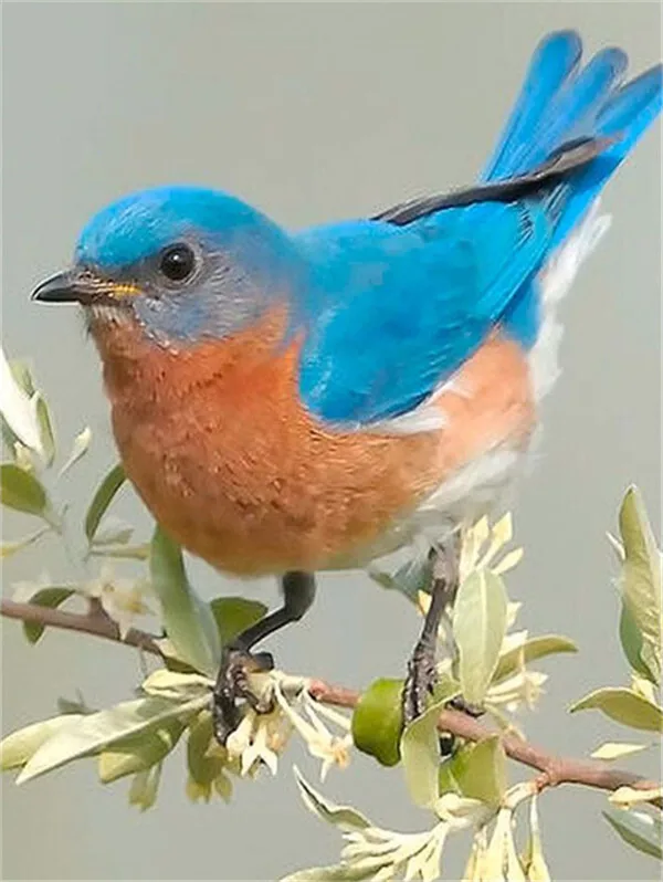 Vivid Bluebird Close-Up