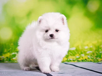 White Puppy on Wooden Deck