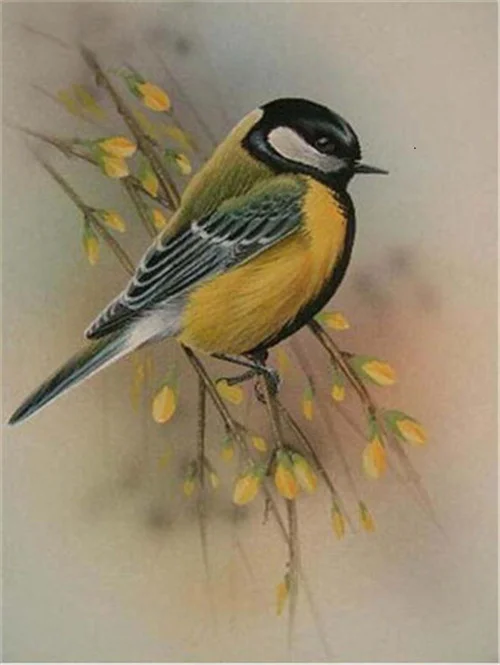 Great Tit on Blossom