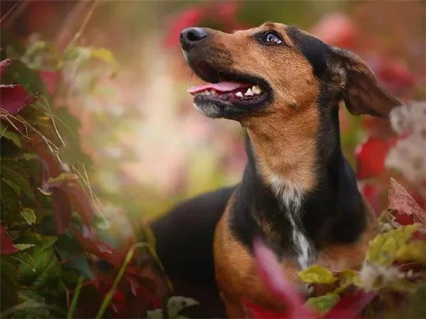 Dog Among Autumn Leaves