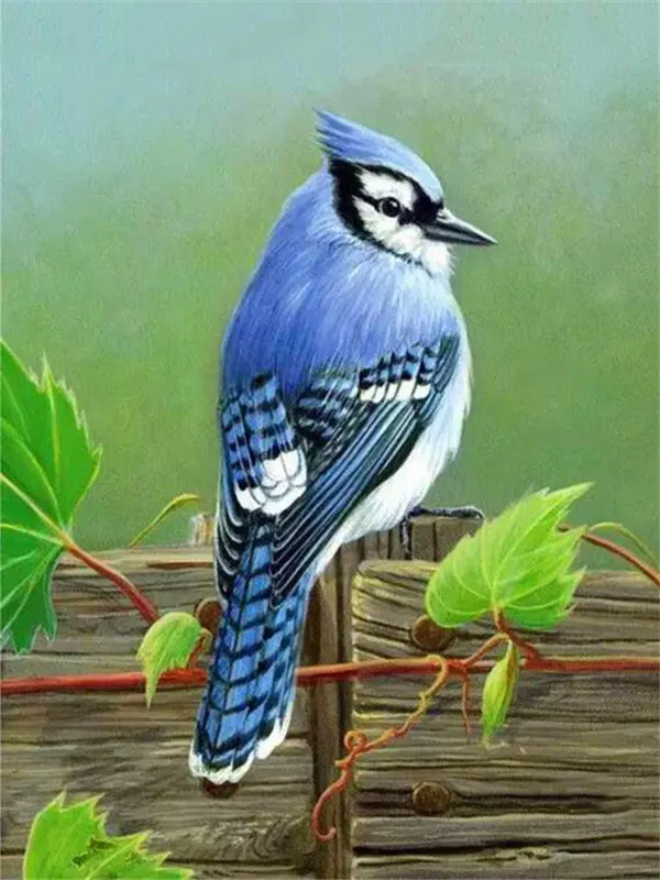 Blue Jay on Fence