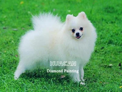 White Puppy Standing on Grass