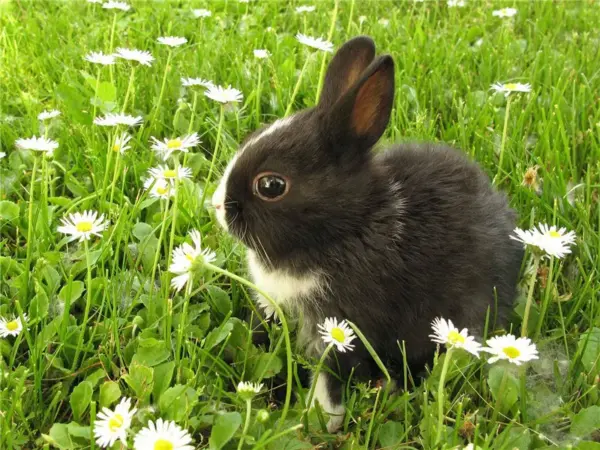 Dark Bunny in Daisy Field
