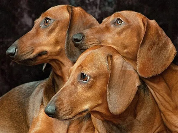 Trio of Red Dachshunds
