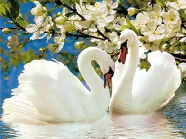 Spring Blossom Swans