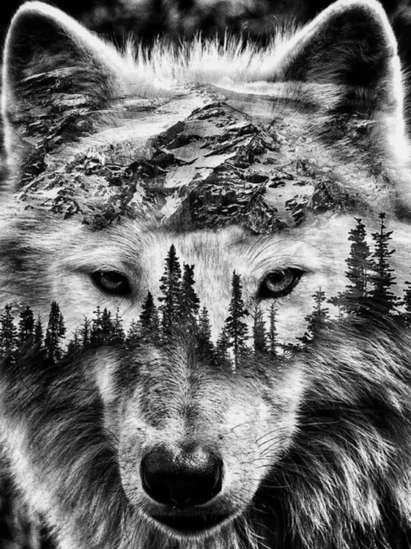 Mountain Forest Wolf