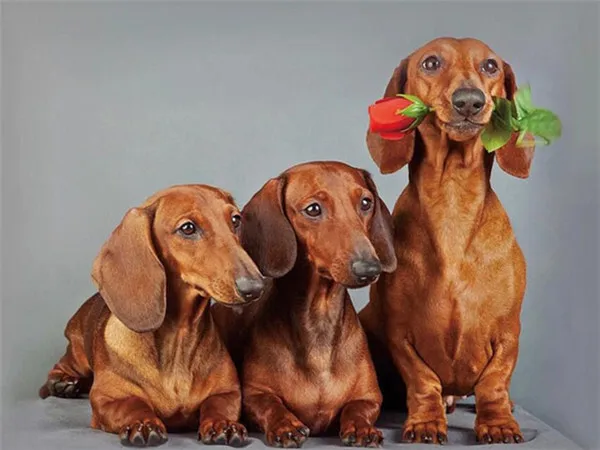 Rose Among Red Dachshunds