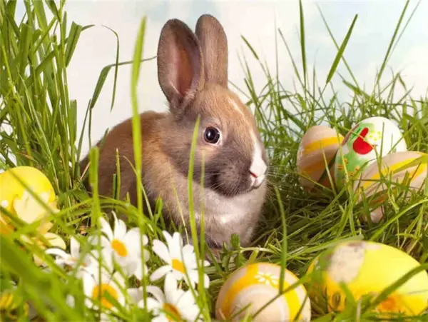 Bunny in Easter Grass