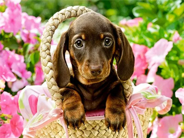 Puppy in a Flower Basket