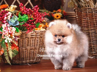 Puppy by Flower Baskets