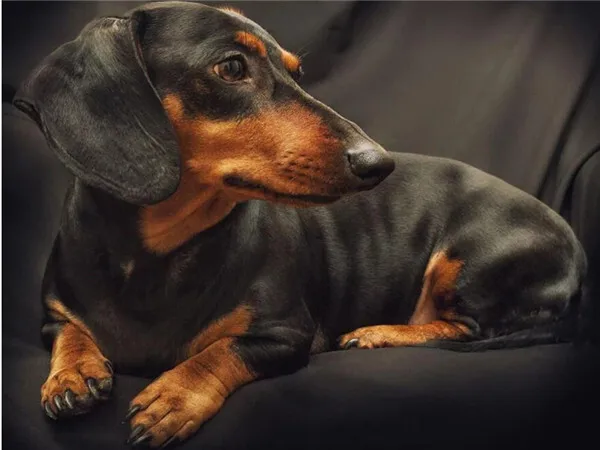 Dog Relaxing on the Sofa