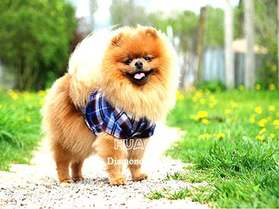 Puppy in Plaid Scarf
