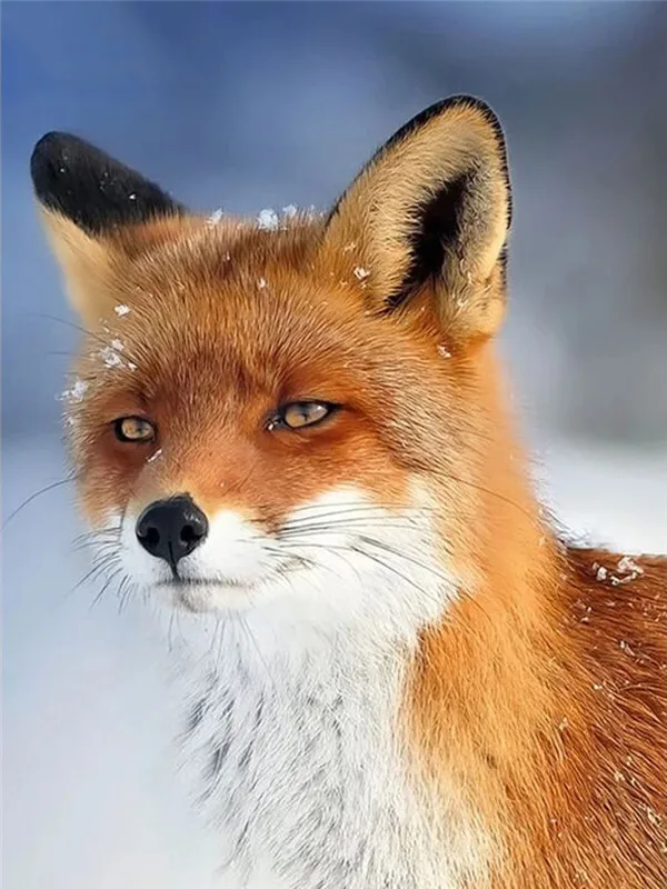 Frosted Fox Face Close-Up