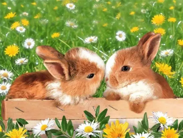 Bunnies in Wooden Crate