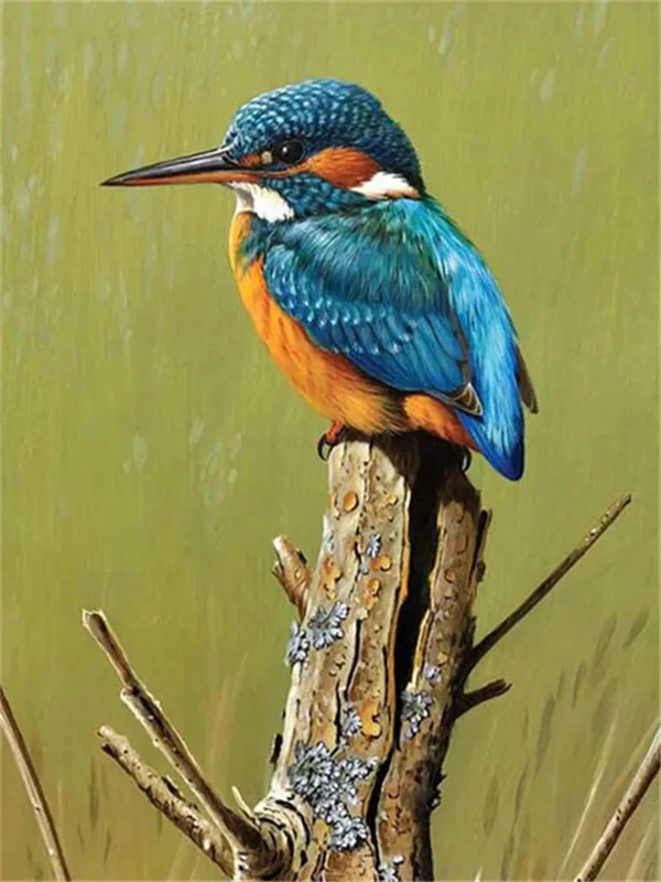 Kingfisher on Tree Stump