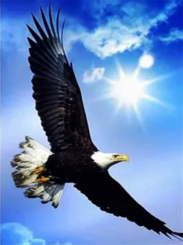 Eagle Under Blazing Sun