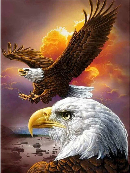 Eagle Duo at Sunset