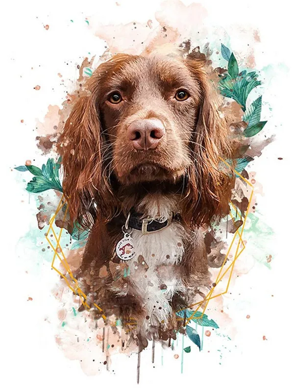 Spaniel with Collar
