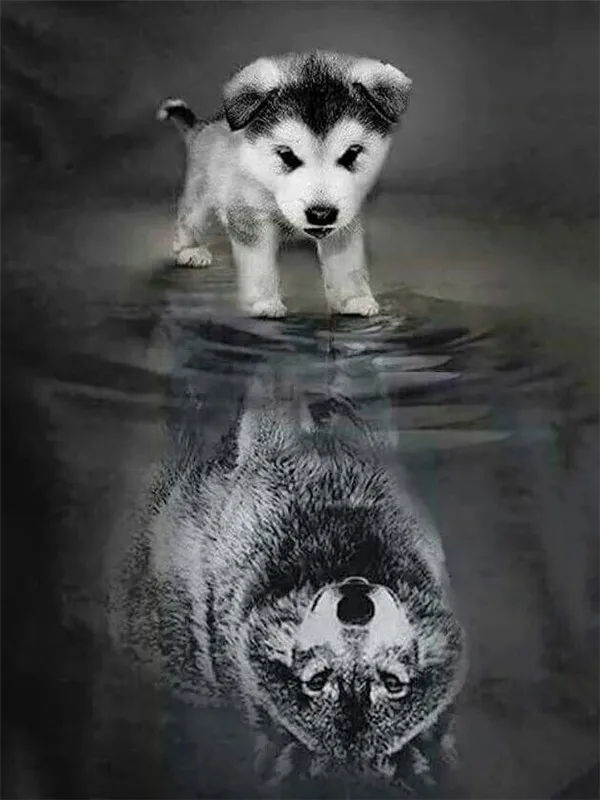 Wolf Pup's Reflection