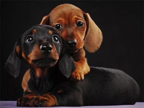 Cuddling Puppy Duo