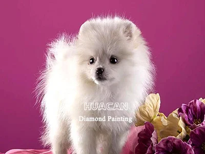 White Puppy on Pink Backdrop