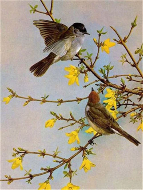 Warblers Among Forsythia