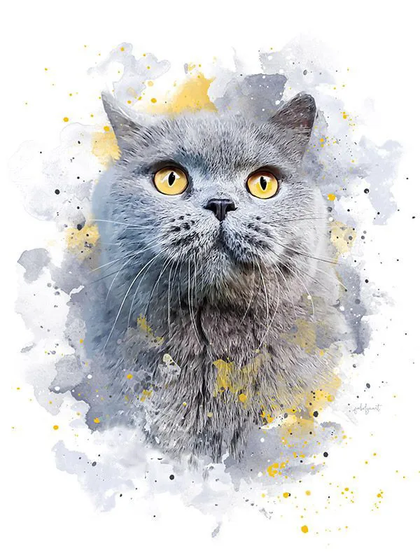 Round-Eyed Grey Cat