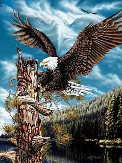 Eagle Landing by Lake
