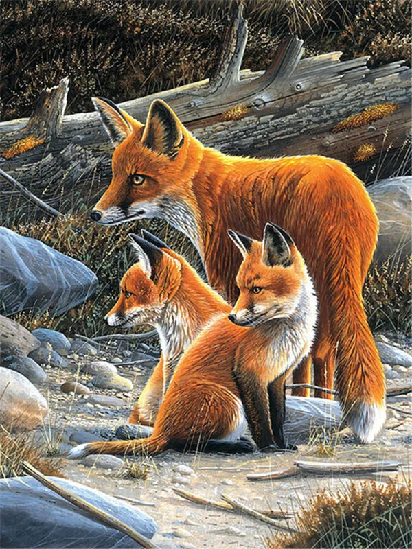 Fox Family on the Rocks