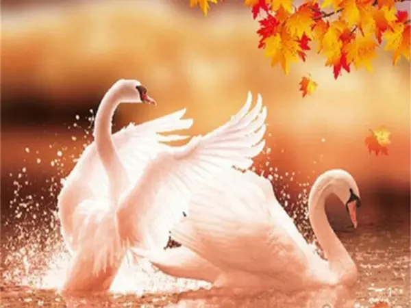 Golden Autumn Swans