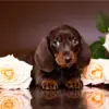HUACAN Diamond Painting Kit – Dachshund Dog – photo 2