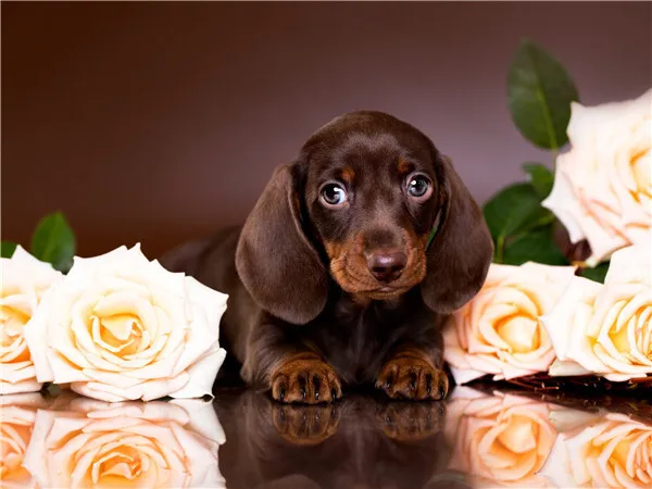 HUACAN Diamond Painting Kit – Dachshund Dog – photo 2