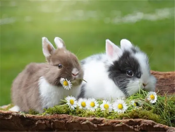 Bunnies Eating Daisies