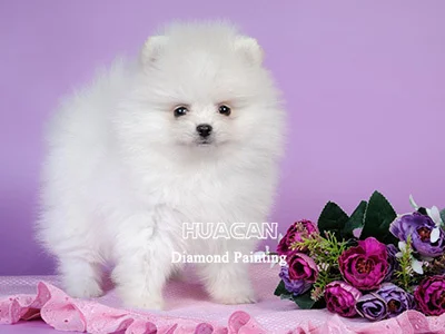 White Puppy on Lilac Backdrop