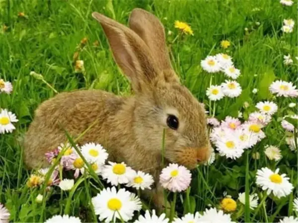 Rabbit Among Daisies