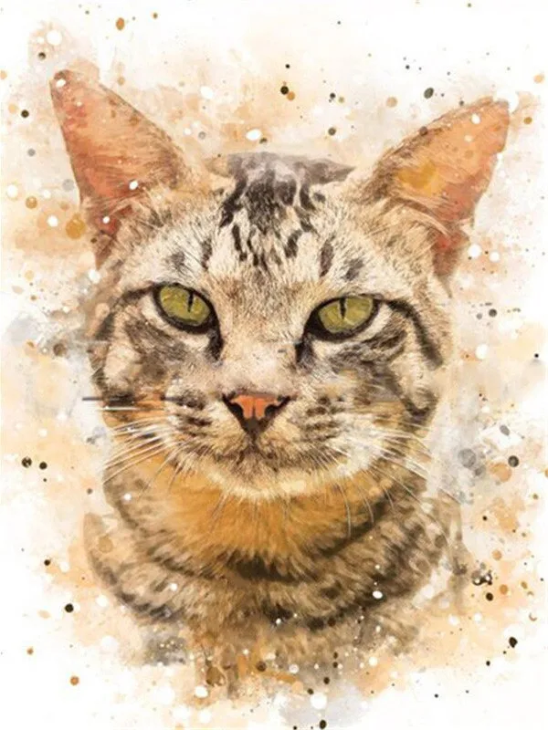 Tabby Cat Stare