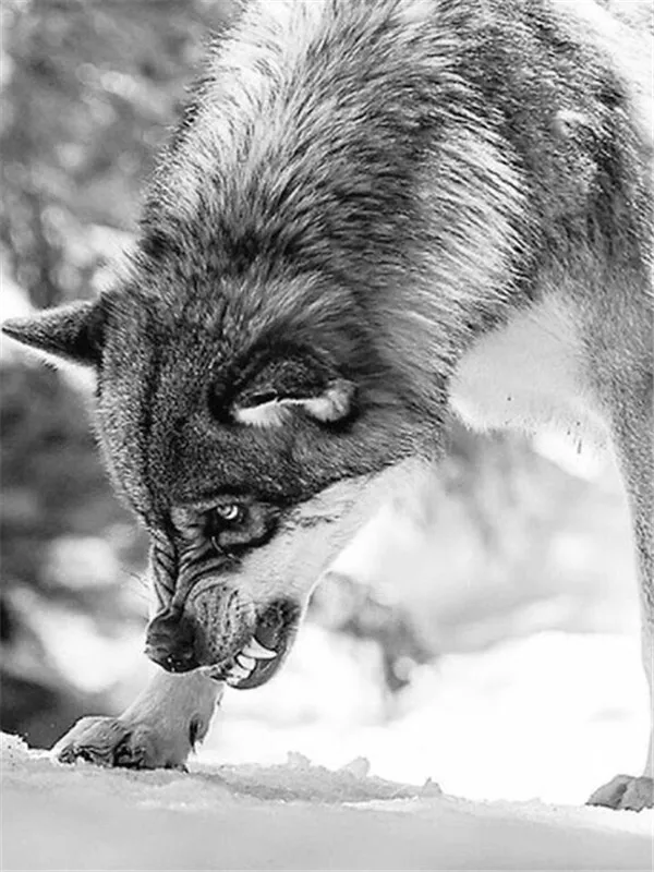 Snarling Wolf in Snow