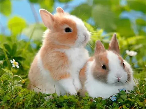 Two Bunnies in Clover