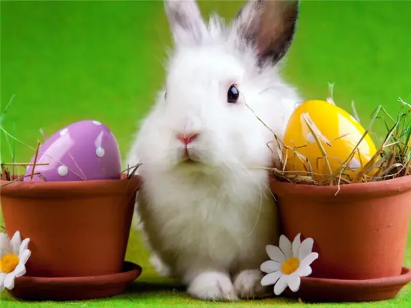 Bunny with Easter Eggs