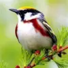HUACAN Diamond Painting Kit – Paradise Bird – photo 2