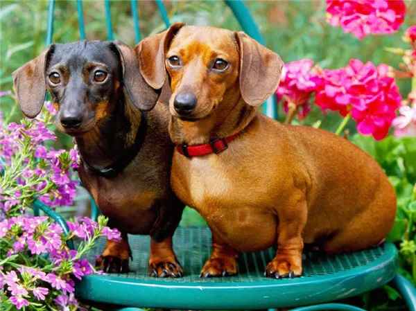 Dachshunds Among Pink Blooms