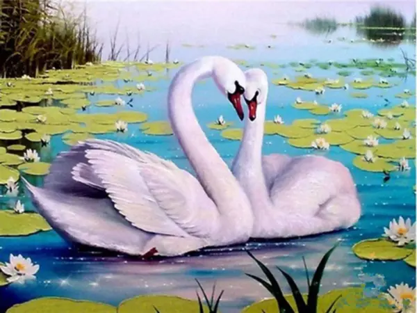 Lily Pond Swans