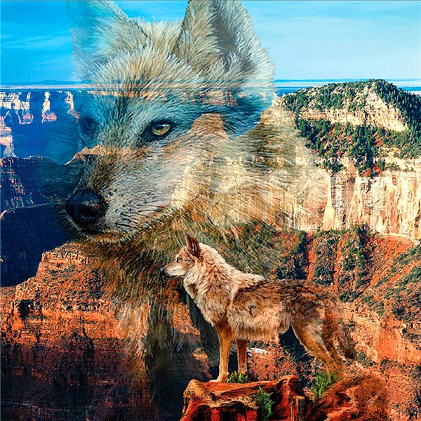 Canyon Wolf Vista
