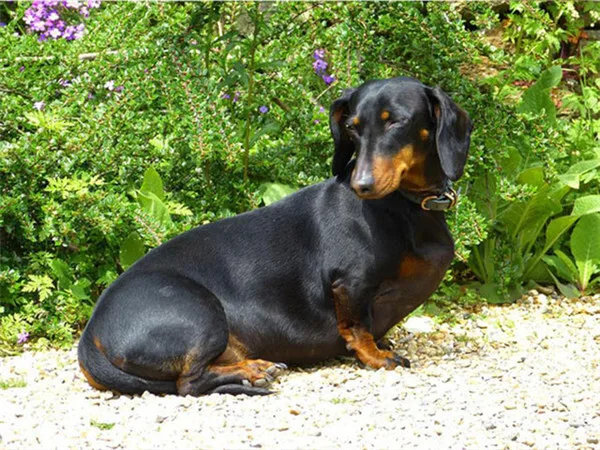 Dog Curled on the Path