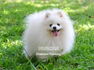 Happy White Puppy on Grass