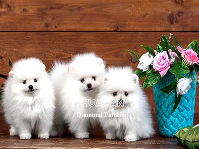 Trio of White Puppies